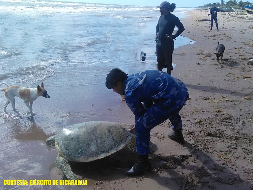 tortugas1